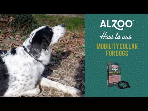 How to use ALZOO™ Mobility Collar for dogs?