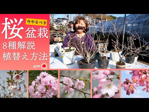 [Cherry blossoms] Replanting in December and explanation of cherry blossoms by variety [Bonsai Q]