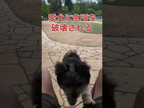 愛犬に急所を破壊される男。#shorts