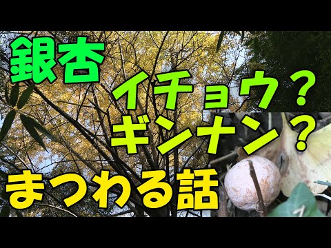 【銀杏】銀杏 イチョウ？ギンナン？まつわる話