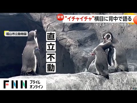 「オレも彼女いるし～」イチャイチャペンギンの横に直立不動のソロペンギン　真相は？