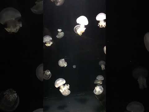 #日本一周バイク旅　62  山形県鶴岡加茂(くらげ)水族館①