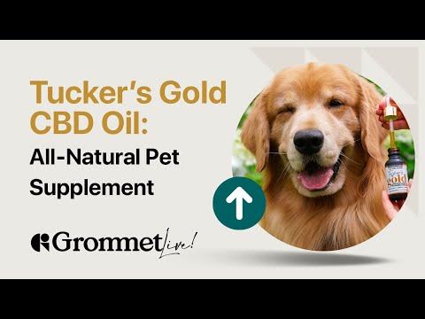 Relieve Your Pet's Discomfort with Tucker's Gold CBD Oil for Pets | Grommet Live