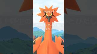 XXLサンダーきた！！！ゲットは…？？！【ポケモンGO】　#ポケモンGO