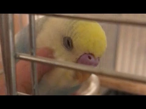 撫でられた途端におとなしくなるインコ