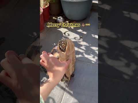 聖誕節禮物是💩#video #viral #animals #cute #videos #pets #蘇卡達象龜 #sulcata