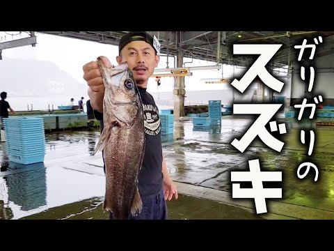 【予想外！？】痩せ細った魚を捌いて食べてみたら、まさかの味でびっくり！