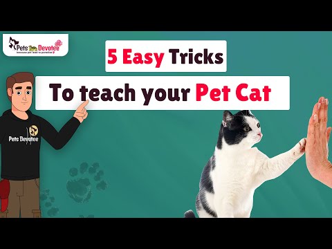 5 Easy Tricks to Teach Your Cat  Make Your Feline a Star! 🐱✨