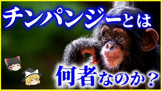 【ゆっくり解説】驚異的な知能⁉「チンパンジー」とは何者なのか？を解説/最新研究で知能をヒトレベルに？進化の隣人の生態とは