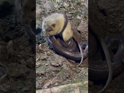 #snake rắn hổ hành và chuột đồng #youtubeshorts #animals