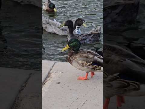 DUCK THIS #tiktok  #viralvideo  #shortvideo #youtubeshorts #youtube #tiktokvideo #tiktokviral #DUCKS