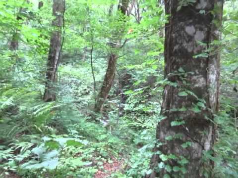 【白神山地・十二湖の沸壺の池のせせらぎ】