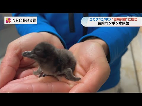 世界最小「コガタペンギン」 長崎で初の自然育雛に成功！誕生時わずか30g、お披露目は4月頃