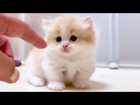 【マンチカンの子猫】指でツンツンしたくなる子猫の件 ～猫のいる生活Vol.1020～出産動画 マンチカン短足・ミヌエット・ペルシャ猫専門ブリーダー『ペット蔵人』【子猫の成長記録】