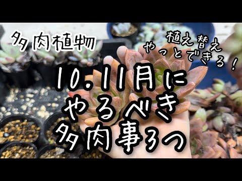 【多肉植物】10.11月にやるべき秋の多肉事3つ！