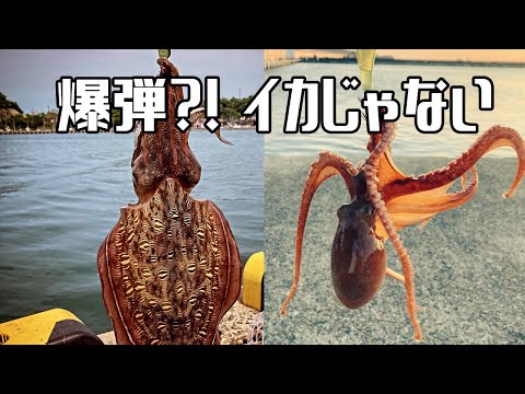 堤防でエギングをしたら本命じゃない生物と墨がエグイイカがが釣れた。