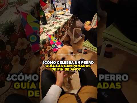 ¿ cómo celebra un perro guía las campanadas de fin de año?