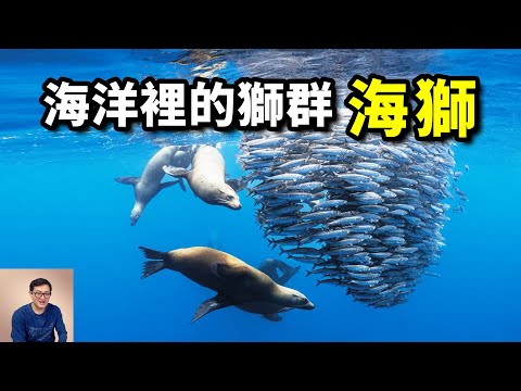 跟鯊魚、海豚合作，從沙丁魚吃到金槍魚，現在連企鵝也不放過！智力超群的「海中之獅」——海獅【老肉雜談】