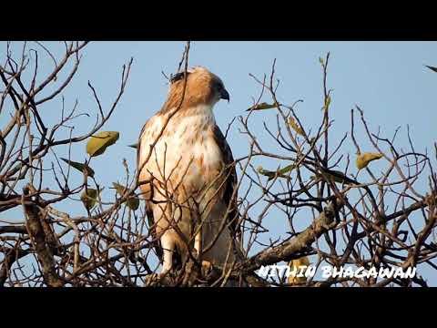 Kanha national Park... Crested Hawk Eagle calling...