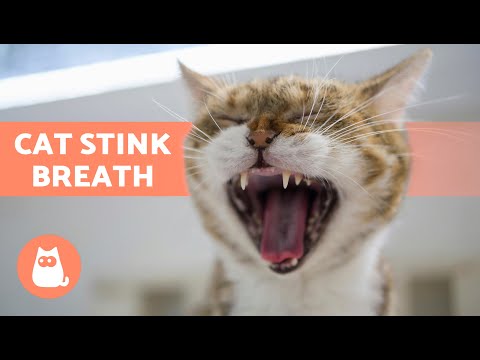 5 HOME REMEDIES for BAD BREATH in CATS 🐱💨 | My Cat's Mouth Smells Bad 🤢