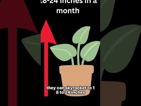 How fast does pothos grow?