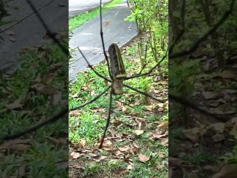 很大隻的人面蜘蛛!! Big Golden Orb-web Spider!! #spider  #wildlife #nature