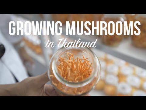 Growing Mushrooms in Thailand | A Visit to Two Mushroom Farms