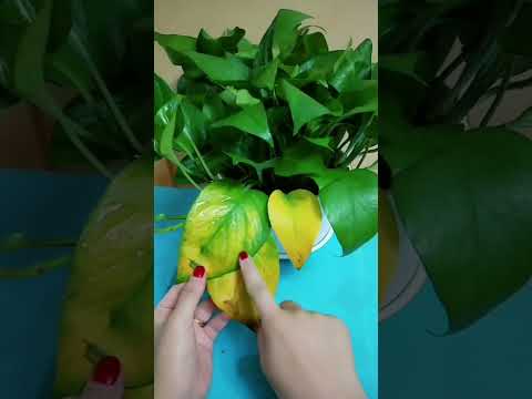 Pothos Temperature Guide: Keeping Your Plants Cozy 🌡️ | Quick Gardening Tips