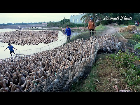 The Duck | How do giant flocks of laying ducks in Vietnam move?(2).Animals Plants