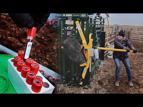 Blood Draw | BioPryn Pregnancy Test For Cattle