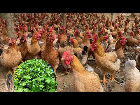 Summary of cheap chicken feed in rural areas - how to prepare it - Chicken farm