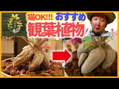 超簡単!!!最強にオススメ観葉植物二選!!!インテリアにも抜群