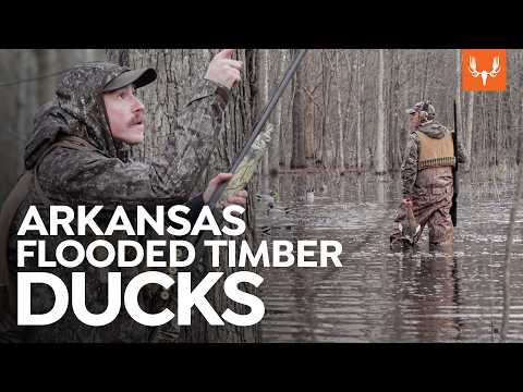 Hunting Flooded Timber Ducks with Ryan Callaghan | Cal of the Wild: In the Field