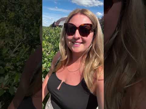 Fruit wine tasting and blueberry picking at Vergers Villeneuve #blueberryfarm #ontario