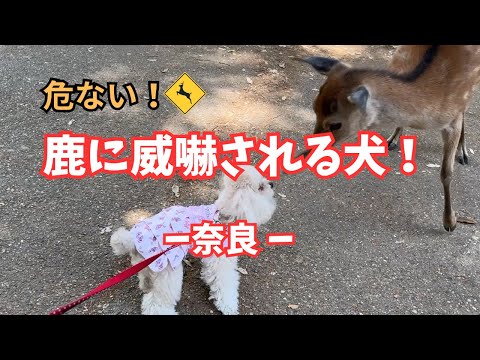 【奈良】危ない！鹿に威嚇される犬