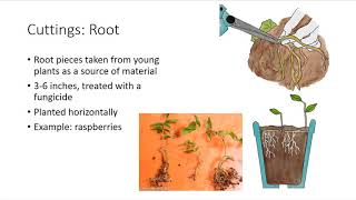 Asexual Plant Propagation