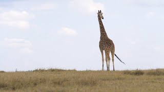 🌍 Reticulated Giraffe | Kenya | Twiga | アミメキリン