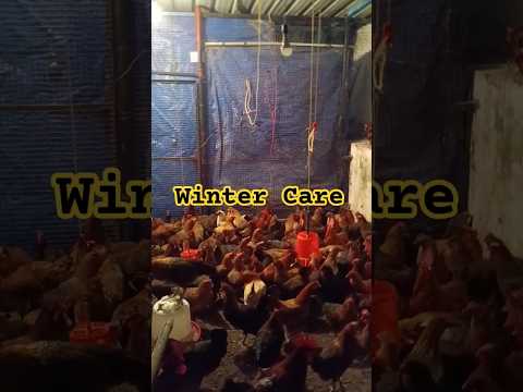 Winter Care For Chicken || ठंड से बचत #backyardpoultry #desipoultry #chicken #shorts #poultryfarmers