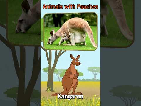 Animals with Pouches! 🦘🐨🦐🐦 | Fun Facts for Kids" |#shorts | Little Fox