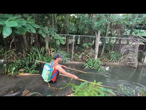 Catch giant carp with an electric stimulator