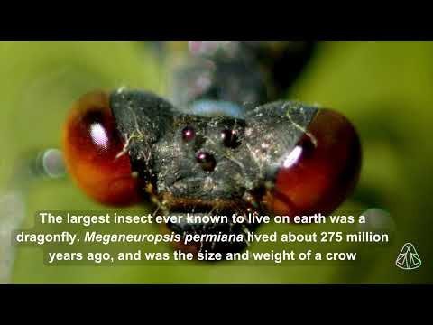 Dragonflies and damselflies | Discover more about these ancient insects