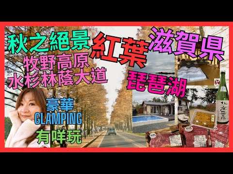 [滋賀縣 日本紅葉 打卡 必去 絕景] 牧野高原水杉林蔭大道🍁 メタセコイア並木道|  高島市 琵琶湖| 5星級 豪華露營 GLAMPING 開箱｜營地 有獨立泳池 大草地｜自帶 超豪華 食物去露營