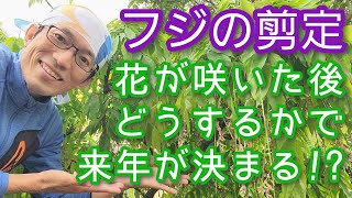 【フジ(藤)の花後剪定】花がら摘みと伸びたツルの対処で来年も咲くようになる(2024年5月)🌿🤲