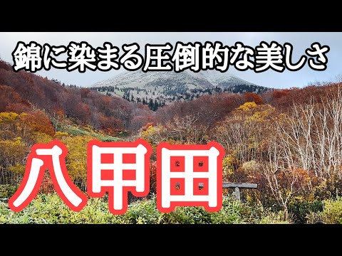 【2024紅葉名所巡り】圧倒的な美しさ！錦に染まる八甲田の絶景　撮影：2024年10月20日