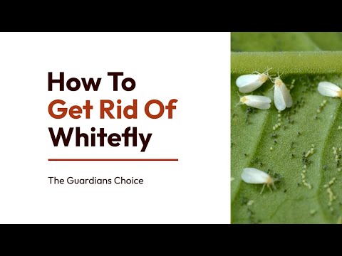 14 Steps to Get Rid of the Whitefly | How To Get Rid Of Whitefly | The Guardians Choice