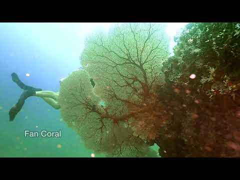 Corals at Turtle Rock, Phi Phi Island, Thailand 2024