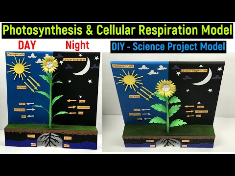 photosynthesis and cellular respiration model - photosynthesis project model - science project model