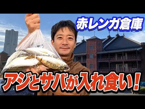 【横浜新港】アジやサバが本気の入れ食い！いま横浜で最もサビキ釣りが熱い釣り場“赤レンガ倉庫”