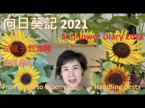 向日葵記 2021 - 從種子到滿開 - 處理蟲害 （中英字幕 English subtitles) - {種花篇 Gardening}