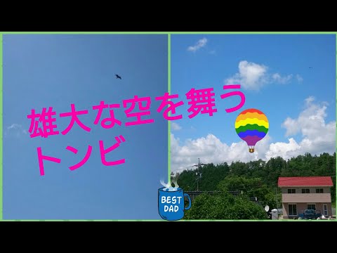 雄大な空飛ぶトンビ